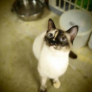  アビ風シャム風多頭遺棄9匹のきぬちゃん