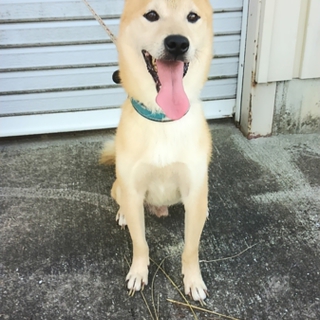 柴ミックス　オス　去勢済　保護犬です