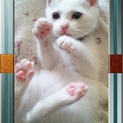生後2か月の元気な子猫！