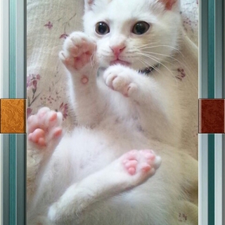 生後2か月の元気な子猫！