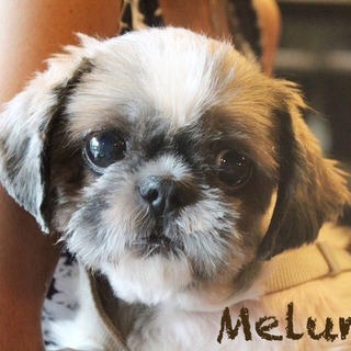 かわい子ちゃんになりました仮名「メルモちゃん」