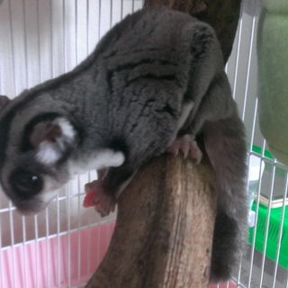 フクロモモンガ