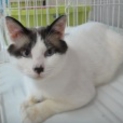 シャム風♂智久くん