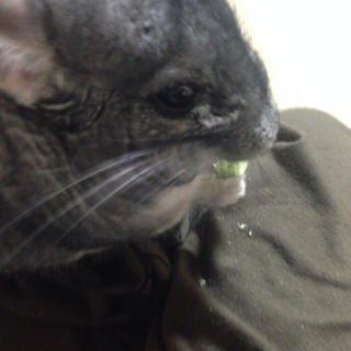 飼育経験のある方
