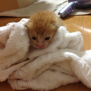 子猫の里親募集中