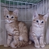 屋根上で育った兄妹　ニーナ と 麿(まろ)です！② サムネイル4