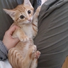 屋根上で育った兄妹　ニーナ と 麿(まろ)です！② サムネイル7