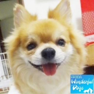 「まどか」推定６歳♀