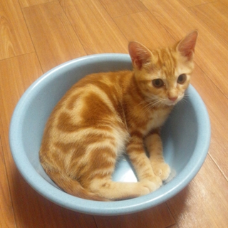 茶色のアメショーMix男の子＊里親募集中