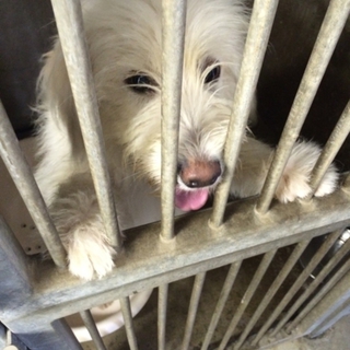 一時ストップします雑種テリア系の男の子