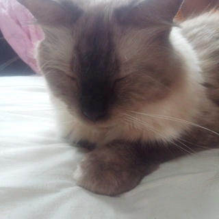 急募！美猫ラグドール４歳♂里親募集