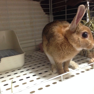 たくさん遊んでくれる方探しています