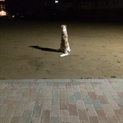 ボルゾイ 赤ちゃん