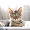 超美猫のキジトラ！風子ちゃん♪ サムネイル4