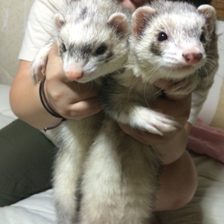フェレット3匹かわいいです＾＾