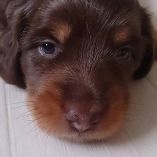 ミニチュア ダックスフンド 千葉県が募集対象 子犬 里親募集情報 期限順 ペットのおうち 月間利用者150万人