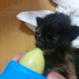 子猫の里親募集中