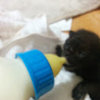 子猫の里親を募集