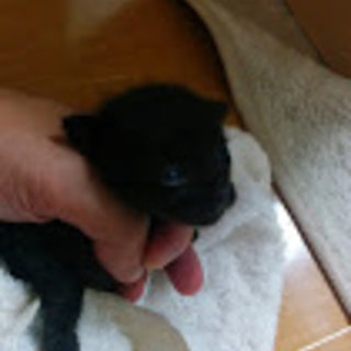 子猫の里親募集中