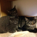 元気な仔猫3匹兄弟の里親募集☆