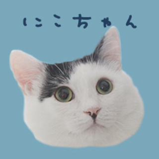 猫可愛がり向き♪スコのニコちゃん♪※障害あり