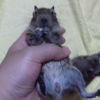 里親募集　デグー　メス