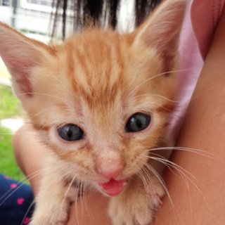 可愛い子猫ちゃん