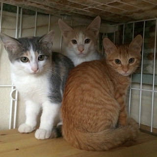 きれいな毛並みの3兄妹