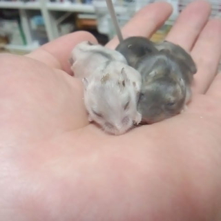 ハムスターの里親を探しています。