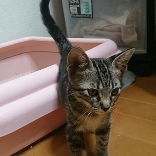 アメショーMixかな