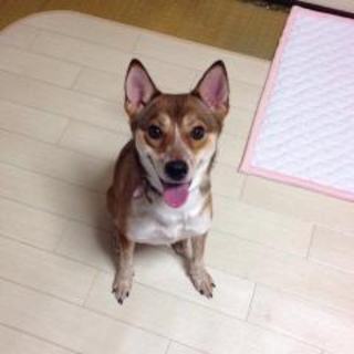 元気で活発なハンナちゃん 東京都 犬の里親募集 ペットのおうち 月間利用者150万人
