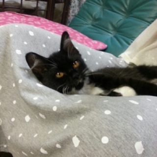 子猫（女の子）　里親募集 予防接種　ウイルス検査済