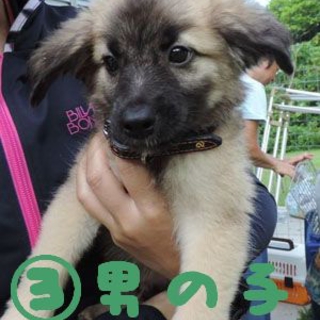 保健所引き出し子犬