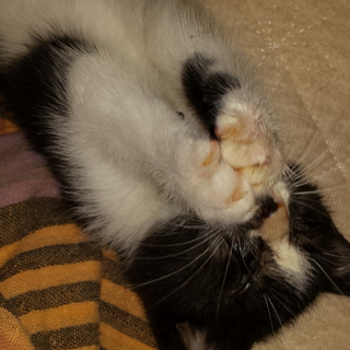 ねこもらってくださる方いませんか