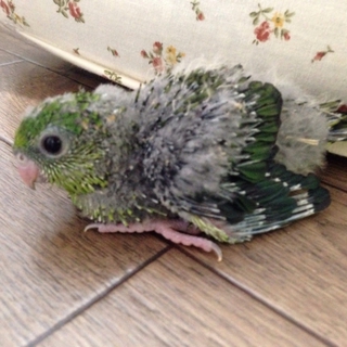 サザナミインコの雛