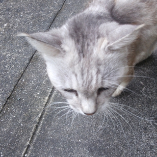 野良ちゃんの里親募集