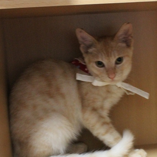 名古屋からクリーム茶トラの里親さま募集