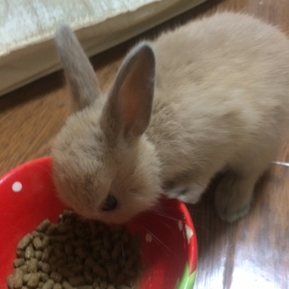 うまれたてうさちゃん(^O^)