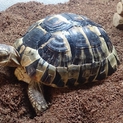 兵庫県・ギリシャリクガメ