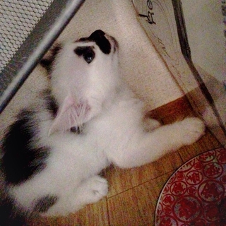 1ヶ月半 白黒ブチ猫ちゃん  オス