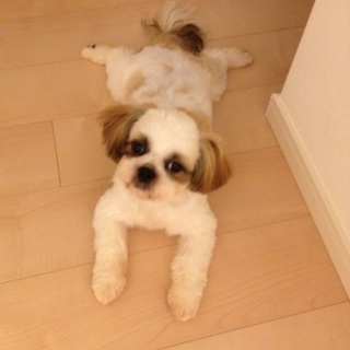 おっとりシーズー♀４か月半（むーちゃん）