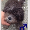ミニチュアシュナウザー（子犬） サムネイル3