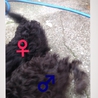 ミニチュアシュナウザー（子犬） サムネイル4
