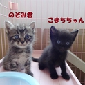 お申込み入り募集停止します　3兄弟