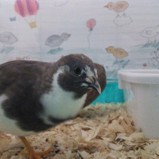 ヒメウズラ(シナモンパイド)