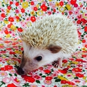 ヨツユビハリネズミ♀里親募集
