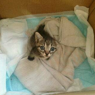 片方の耳なし仔猫です