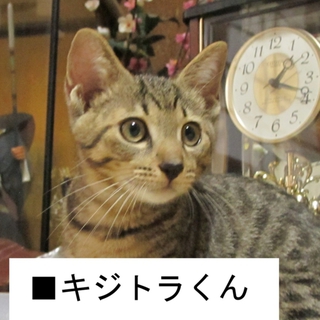 全身キジトラの子