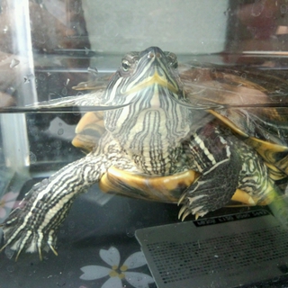 とっつも元気なミドリガメ