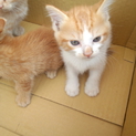 子猫をもらって下さい！